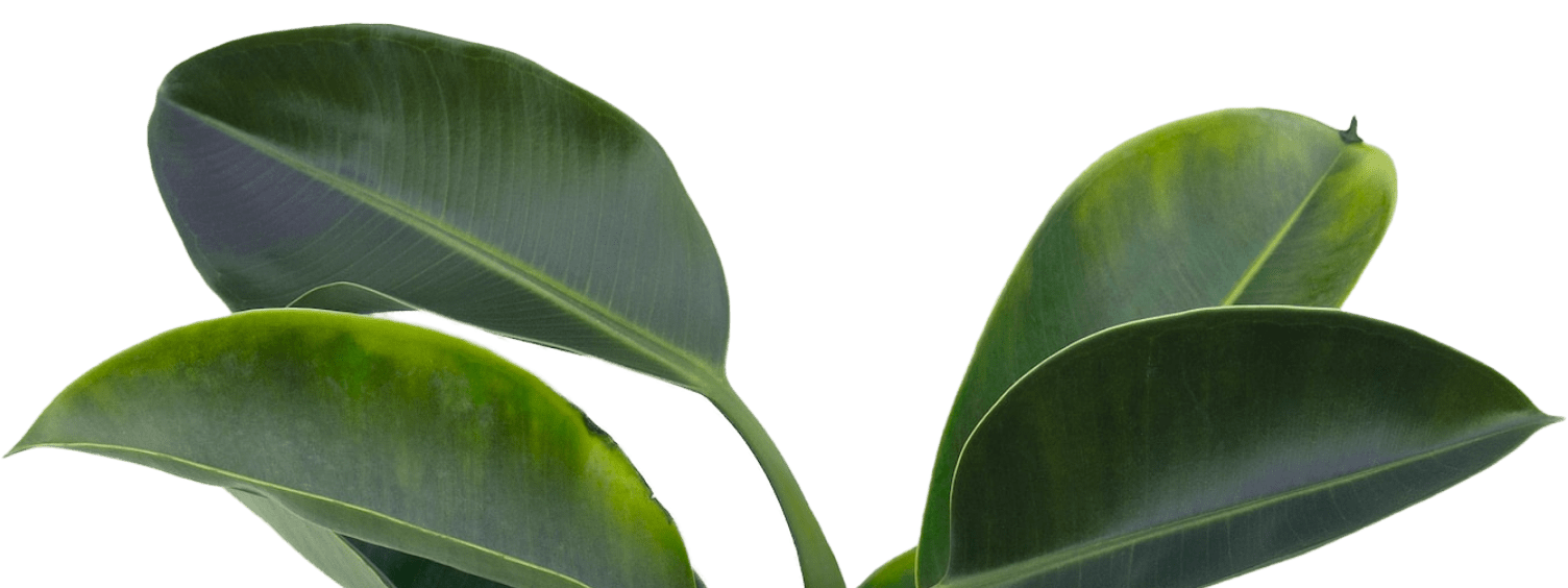 Decorative foliage